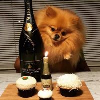 Tại sao một số con chó không bao giờ lớn?